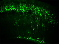 大脳皮質における興奮性ニューロンの個性獲得に関する研究