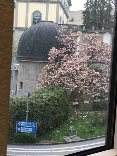 チューリッヒ大学の桜