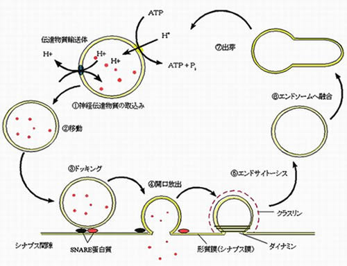 （図1）シナプス小胞の動態