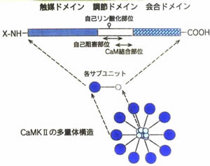 CaMKIIの構造