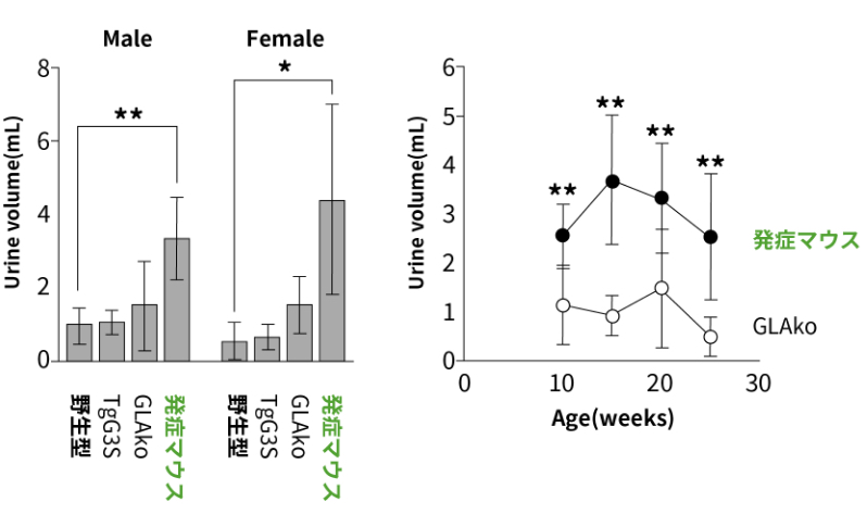20週齢の各系統における1日あたりの尿量（左）と、週齢ごとの変化（右）です。ファブリー病発症モデルマウスは10週齢から有意に尿量が増加していました。