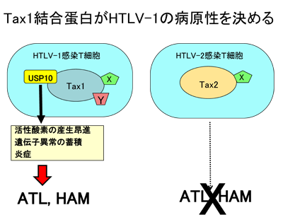 研究内容一覧 新潟大学医学部医学科