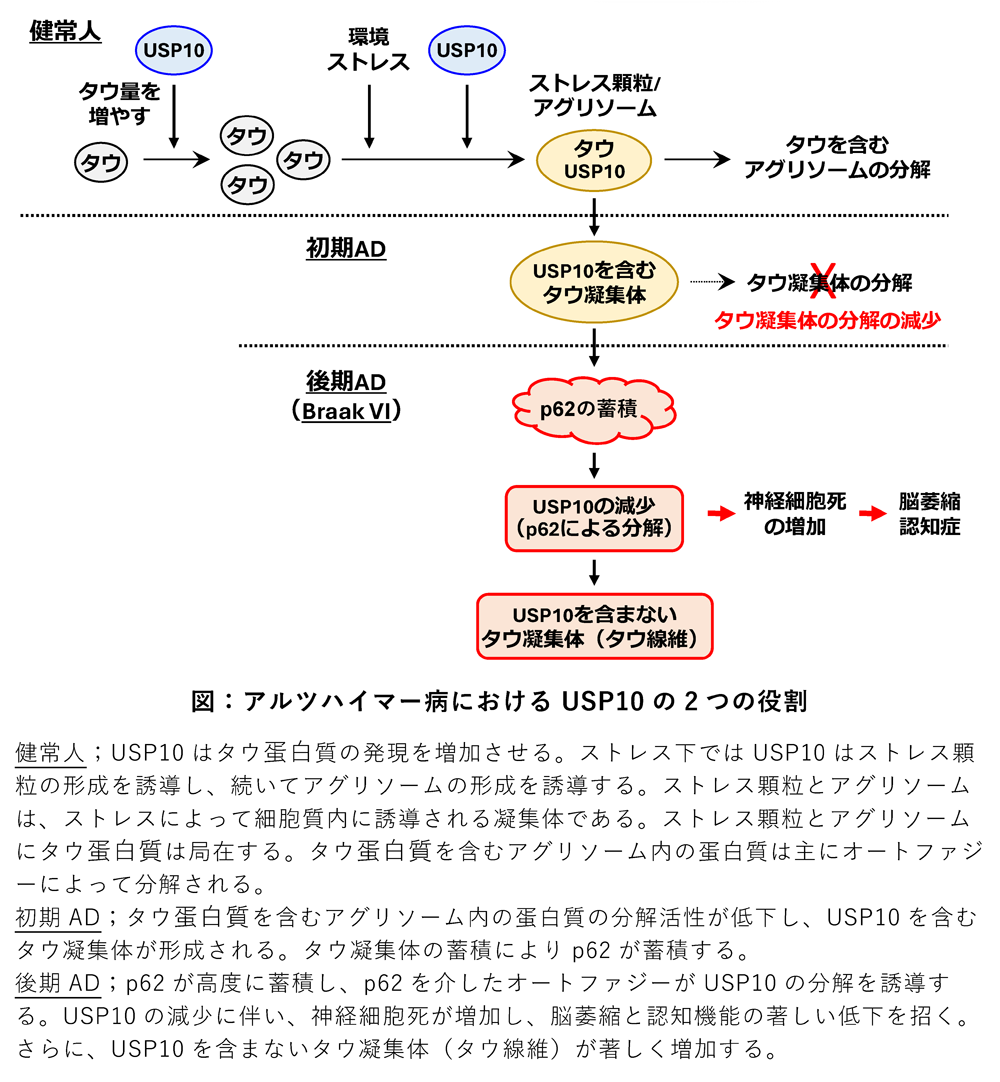 ¥¢¥ë¥Ä¥Ï¥¤¥Þ¡¼É¤ˤª¤±¤ëɸ¶À¥¿¥¦¶Å½¸ÂΤηÁÀ®¤È¿À·ÐºÙ˦À¸Â¸¤òÂ¥¿Ê¤¹¤ë°ø»Ò¤ÎƱÄê