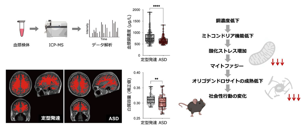 ¼«ÊÄ¥¹¥Ú¥¯¥È¥é¥à¾É¤Ë´ØÏ¢¤¹¤ëƼǻÅÙÄã²¼¤¬Çò¼Á·ÁÀ®¤È¼Ò²ñÀ¹Ôư¤ËµÚ¤Ü¤¹»ÅÁȤߤò²òÌÀ