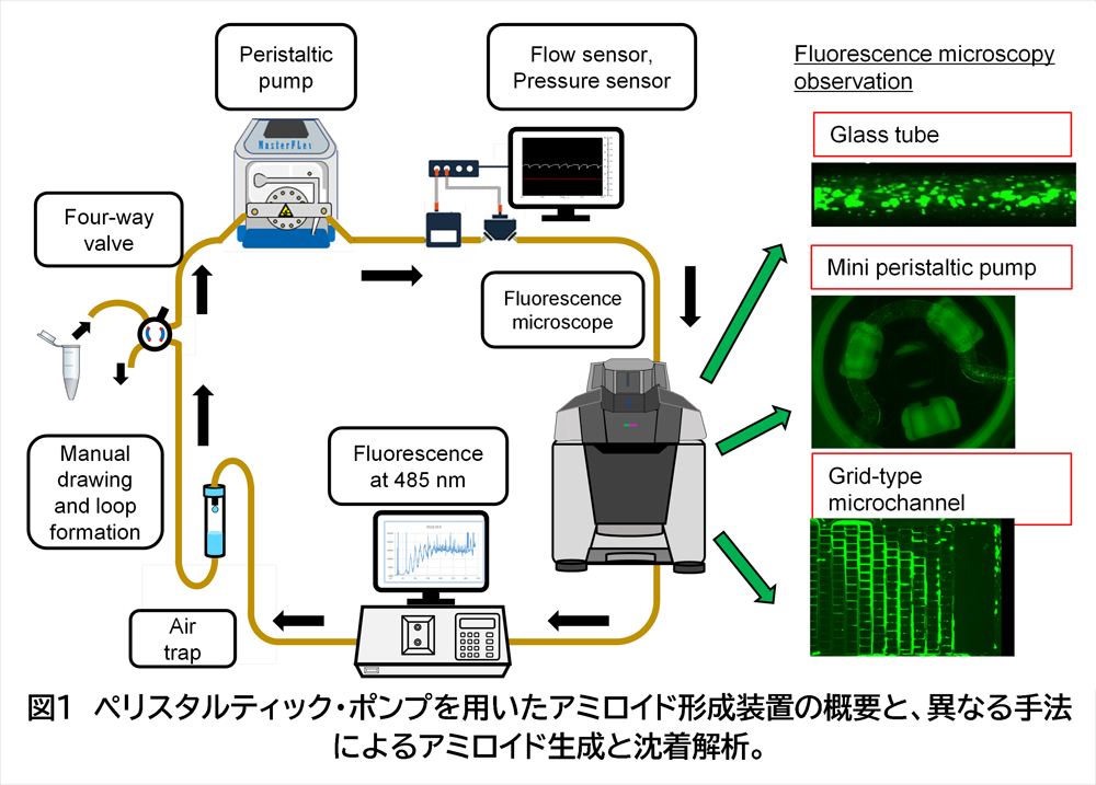 ペリスタルティック・ポンプと蛍光顕微鏡によりアミロイド発生をリアルタイム観察 −過飽和の解消が引き起こす溶質から結晶相への相転移−