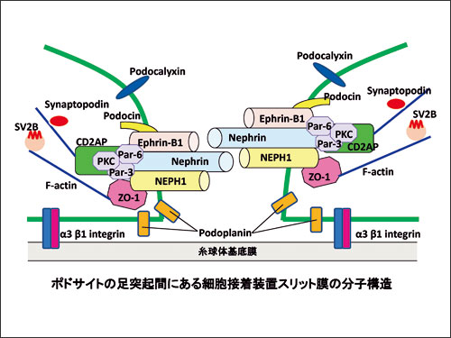 ポドサイトの足突起間にある細胞接着装置スリット膜の分子構造