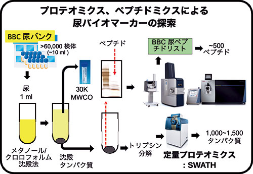 プロテオミクス、ペプチドミクスによる尿バイオマーカーの探索