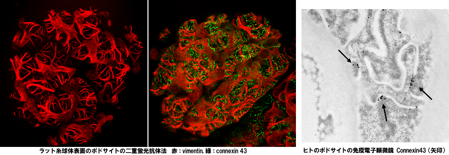 腎研 腎構造病理学分野