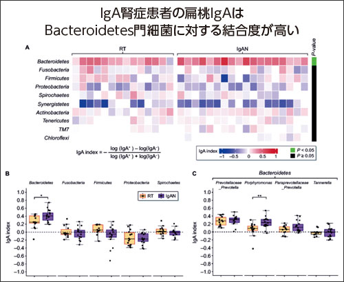 IgA腎症患者の扁桃IgAはBacteroidetes門細菌に対する結合度が高い