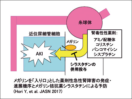 メガリンは腎毒性物質の「入り口」分子である1