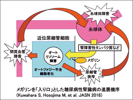 メガリンは腎毒性物質の「入り口」分子である2