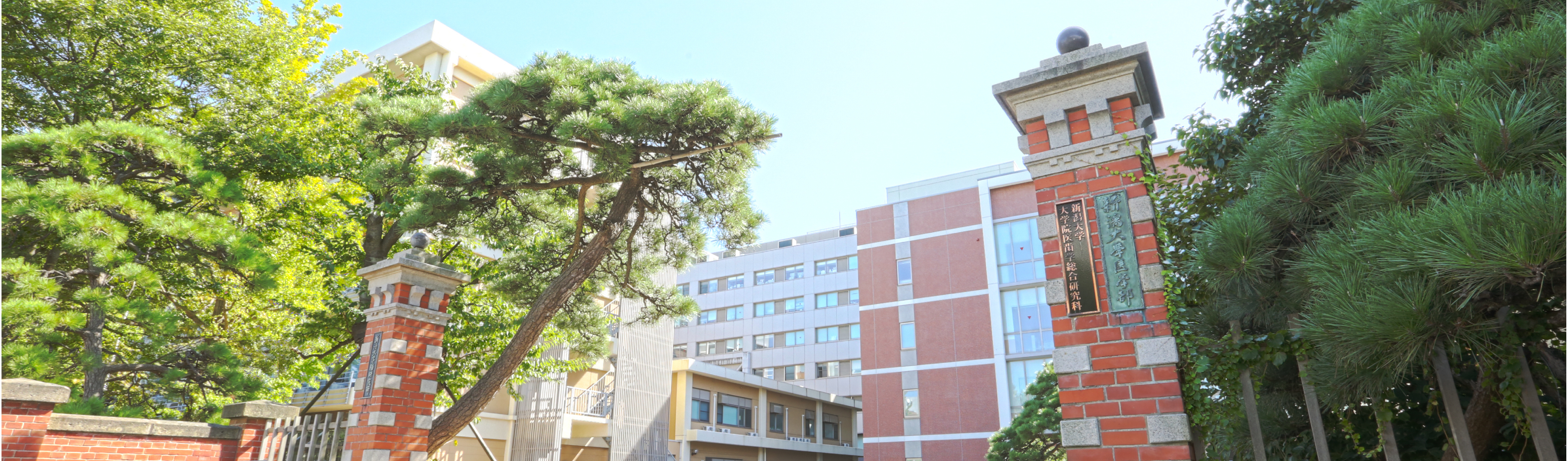 腫瘍内科学分野で日々研究しております。