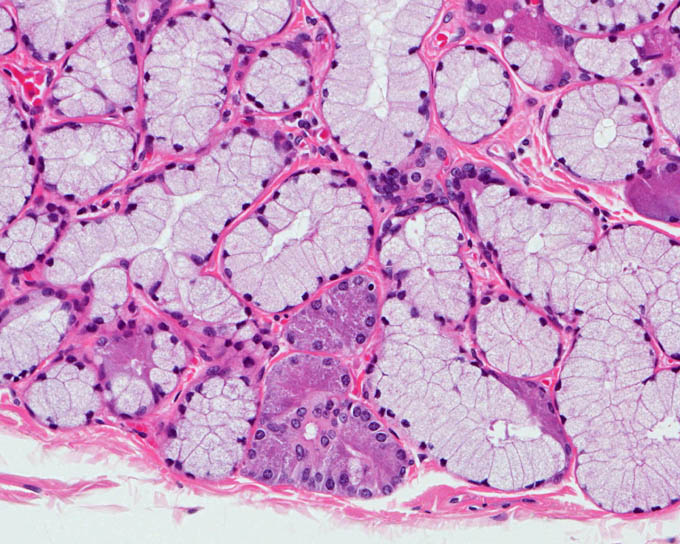 病理標本 食道腺 正常 新潟大学医学部臨床病理学分野