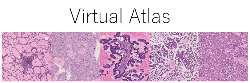 病理標本 ヴァーチャルスライドtop 新潟大学医学部臨床病理学分野