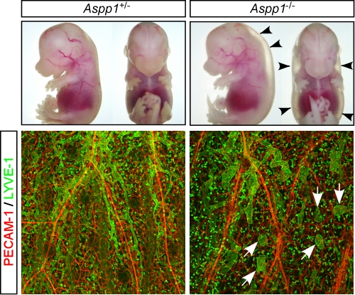 研究内容 新潟大学大学院医歯学総合研究科薬理学分野