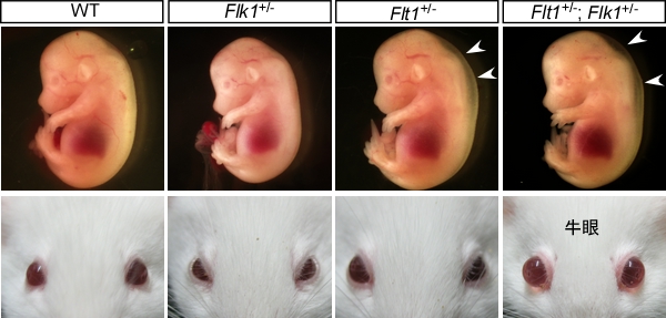 研究内容 新潟大学大学院医歯学総合研究科薬理学分野