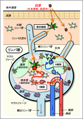 脾臓 の 役割